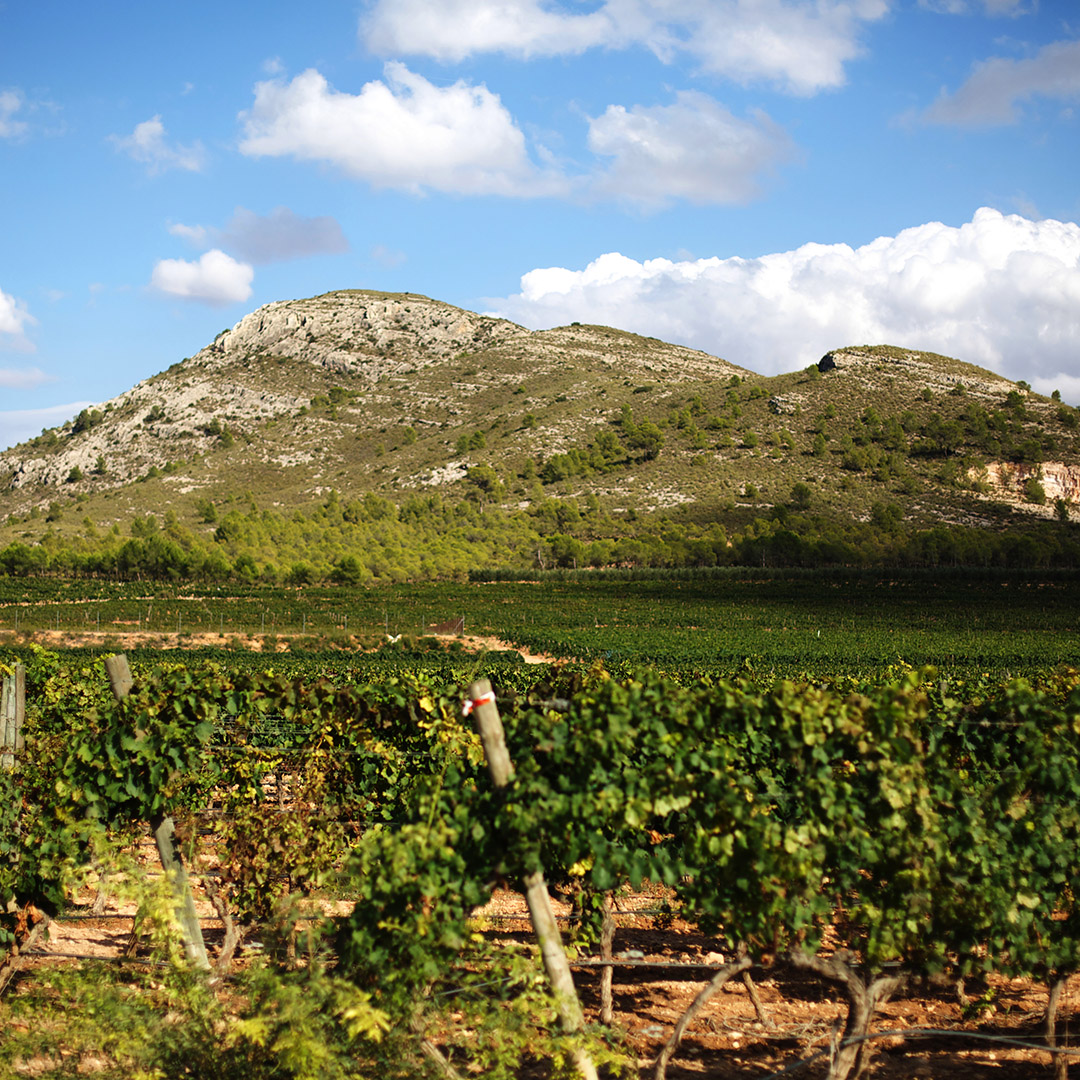 Pepe Mendoza photo Documentary at Finca Chaconero EM - Castell de Guadalest