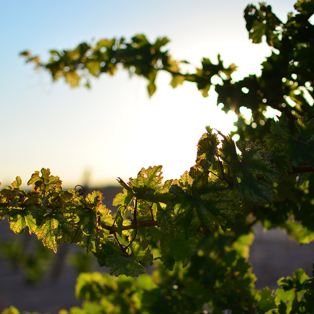 em-vid Coves de Canelobre - Autor: Carlos Ramón Bonilla
