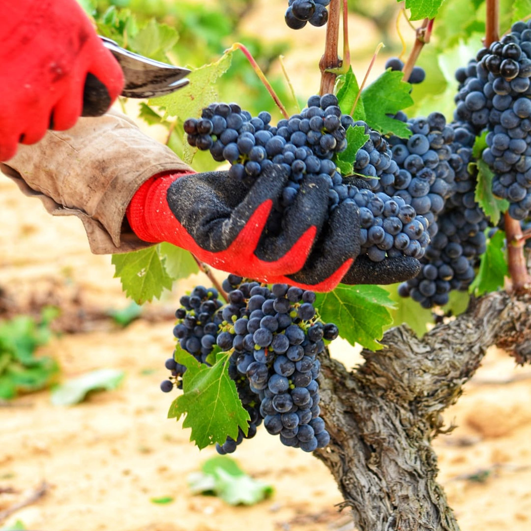 em-2022-06 12 Propósitos