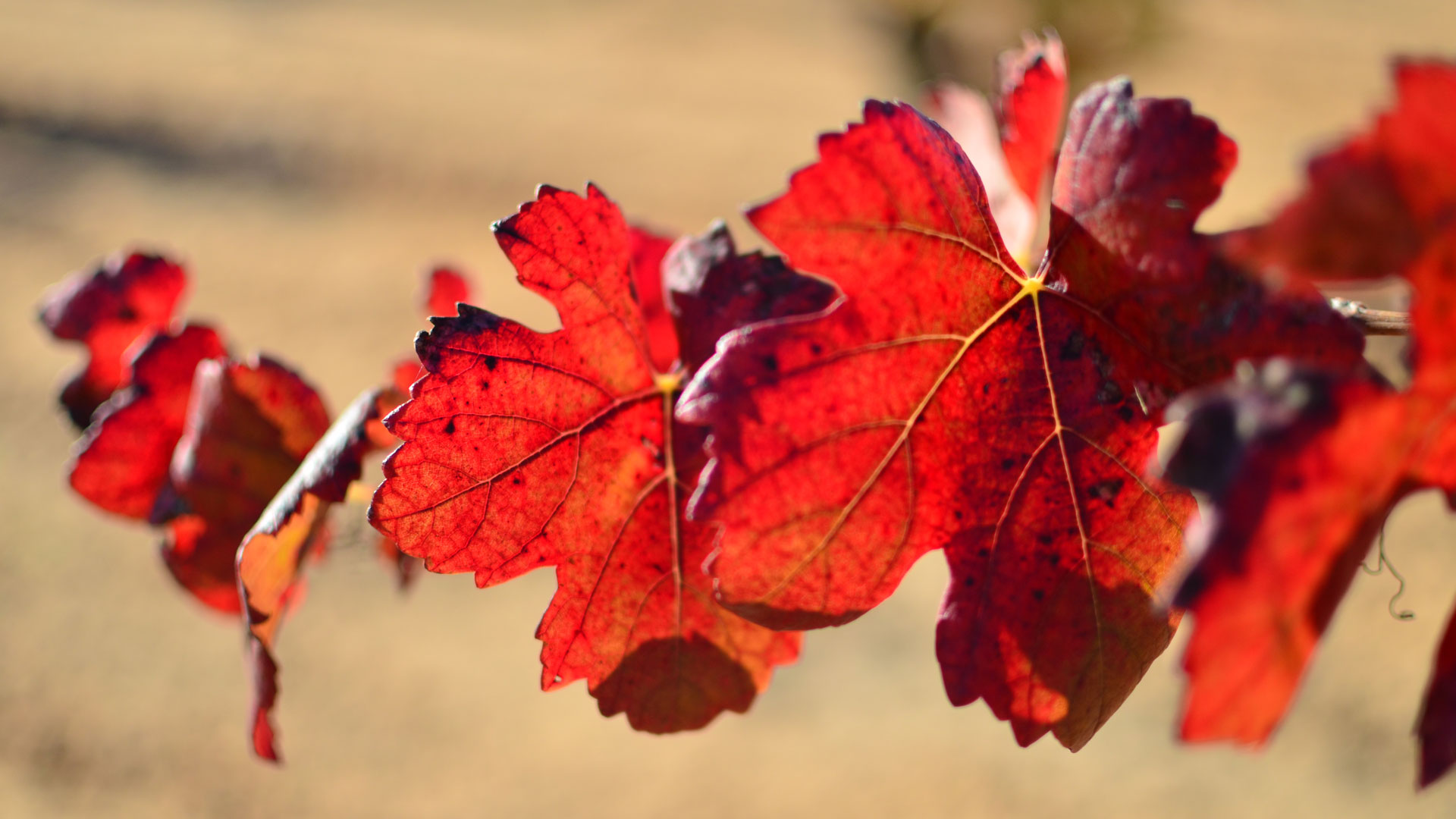 El invierno, tiempo de reposo y reflexión