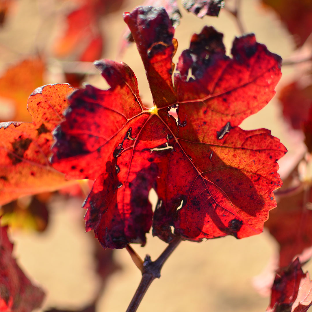 invierno-tiempo-de-reposo-y-reflexion-02 El invierno, tiempo de reposo y reflexión