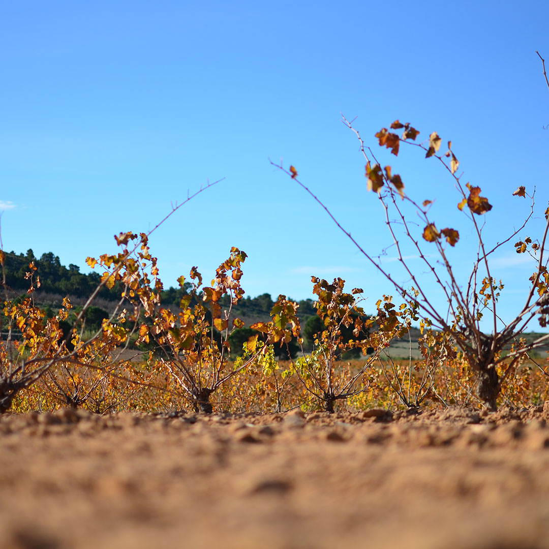 invierno-tiempo-de-reposo-y-reflexion-03 El invierno, tiempo de reposo y reflexión