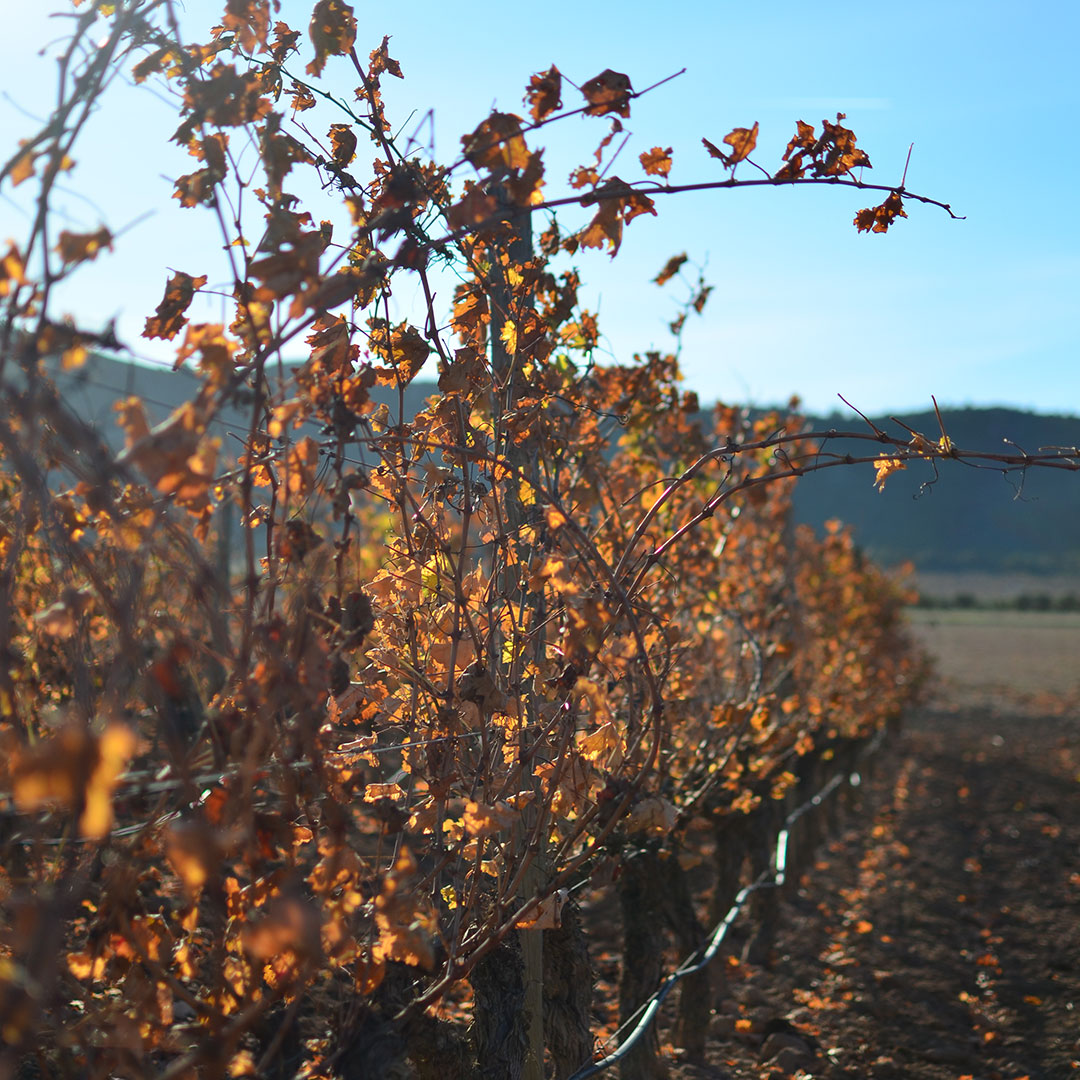 invierno-tiempo-de-reposo-y-reflexion-04 El invierno, tiempo de reposo y reflexión