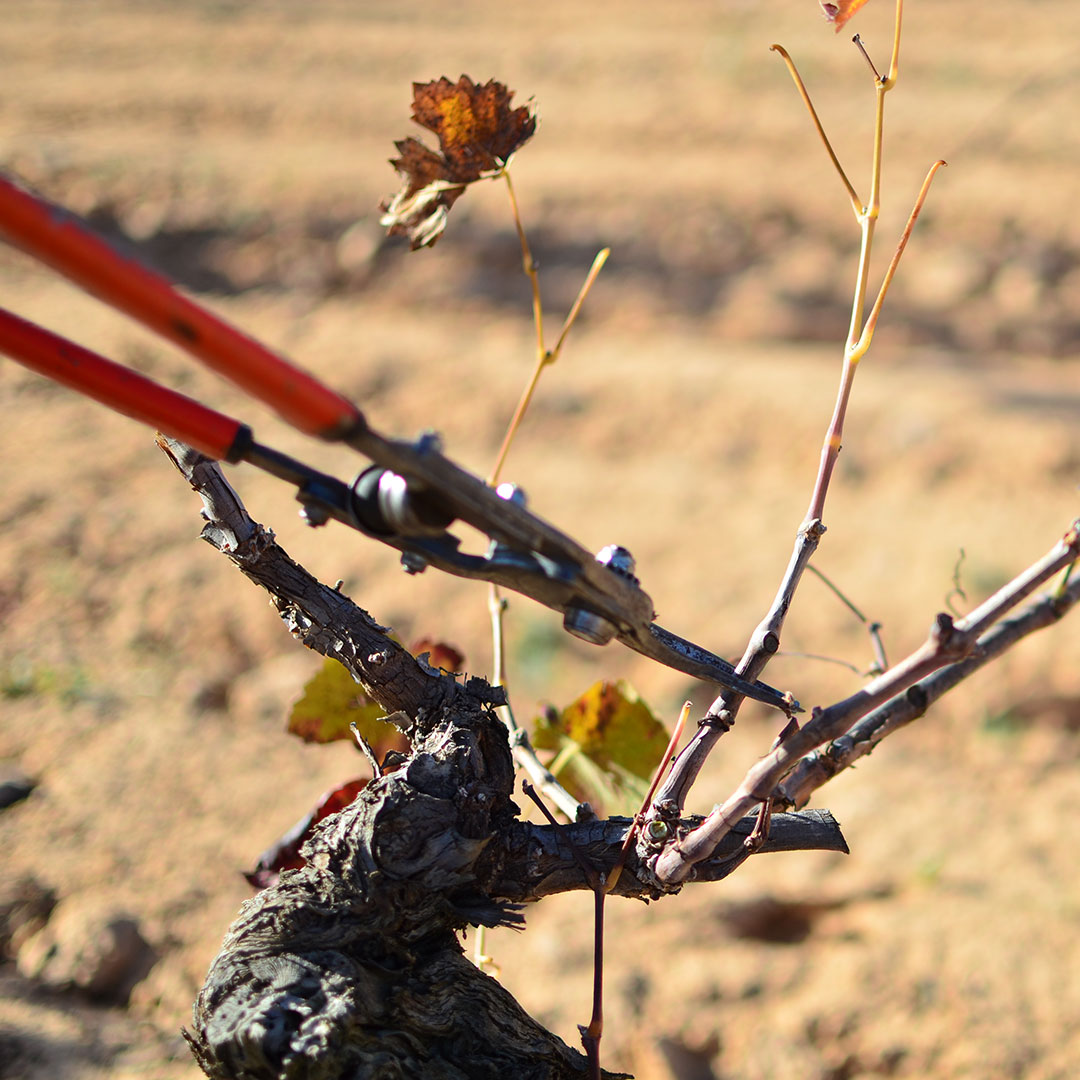 invierno-tiempo-de-reposo-y-reflexion-06 El invierno, tiempo de reposo y reflexión