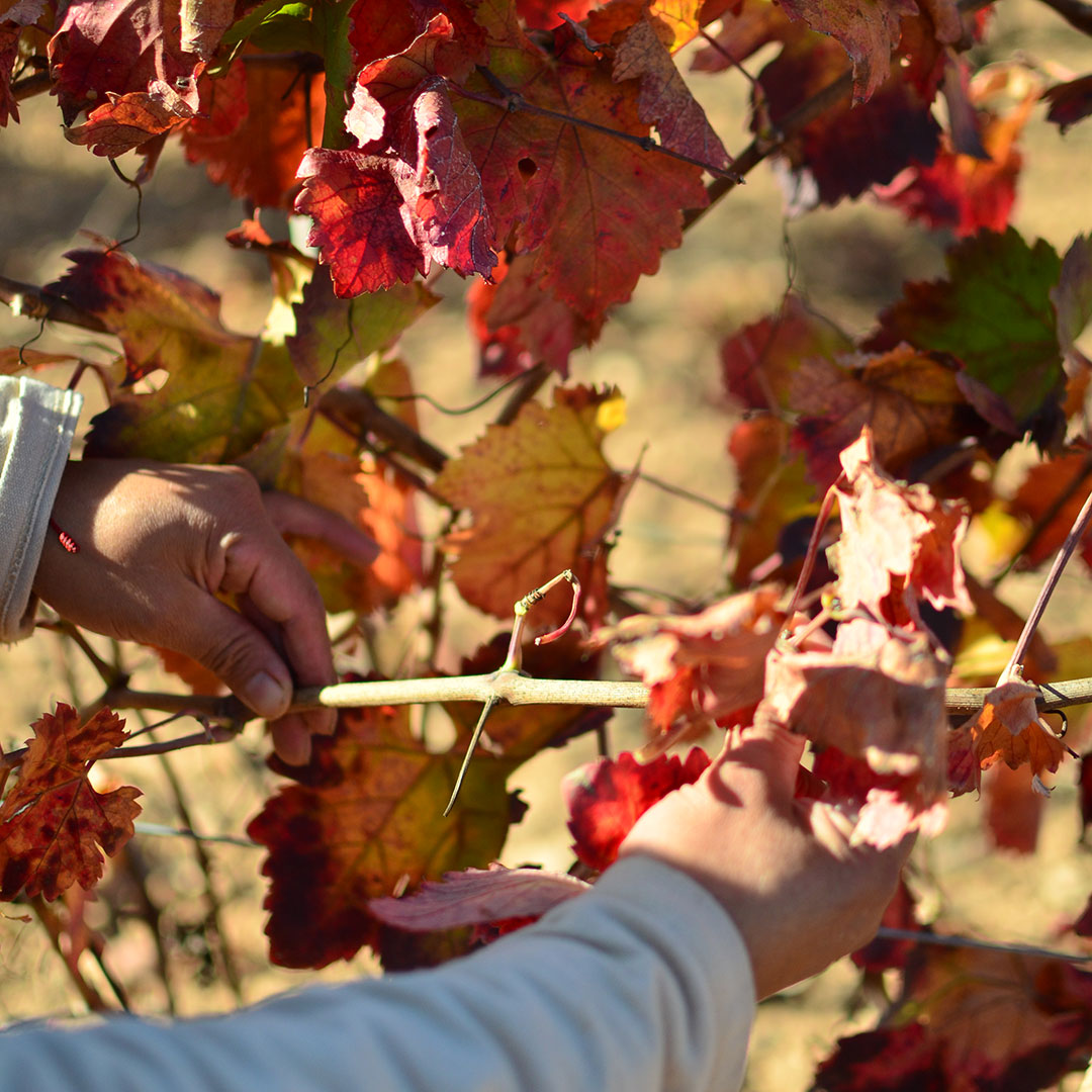 invierno-tiempo-de-reposo-y-reflexion-08 El invierno, tiempo de reposo y reflexión