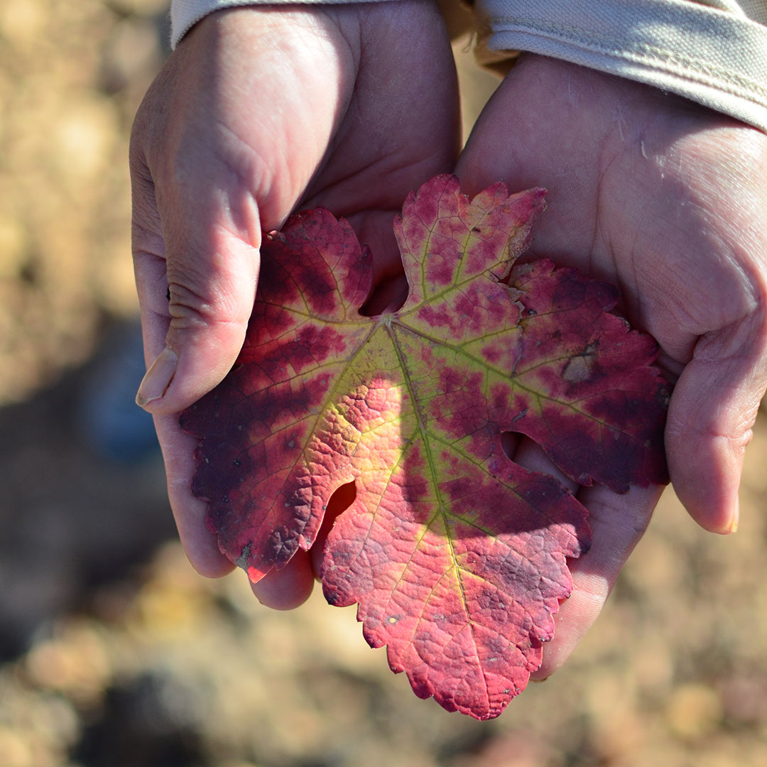 invierno-tiempo-de-reposo-y-reflexion-09 El invierno, tiempo de reposo y reflexión