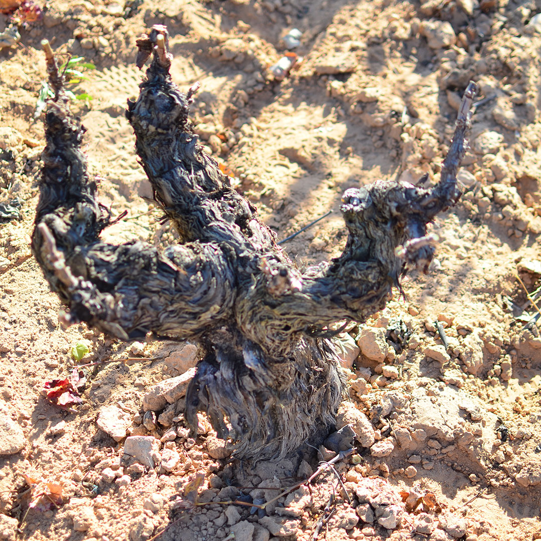 invierno-tiempo-de-reposo-y-reflexion-10 El invierno, tiempo de reposo y reflexión