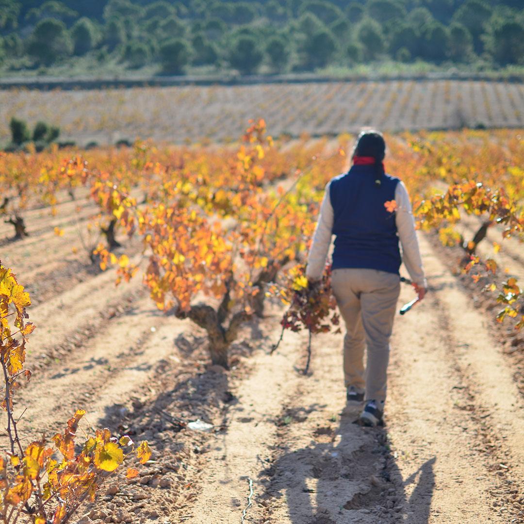 Preparando el viñedo del futuro