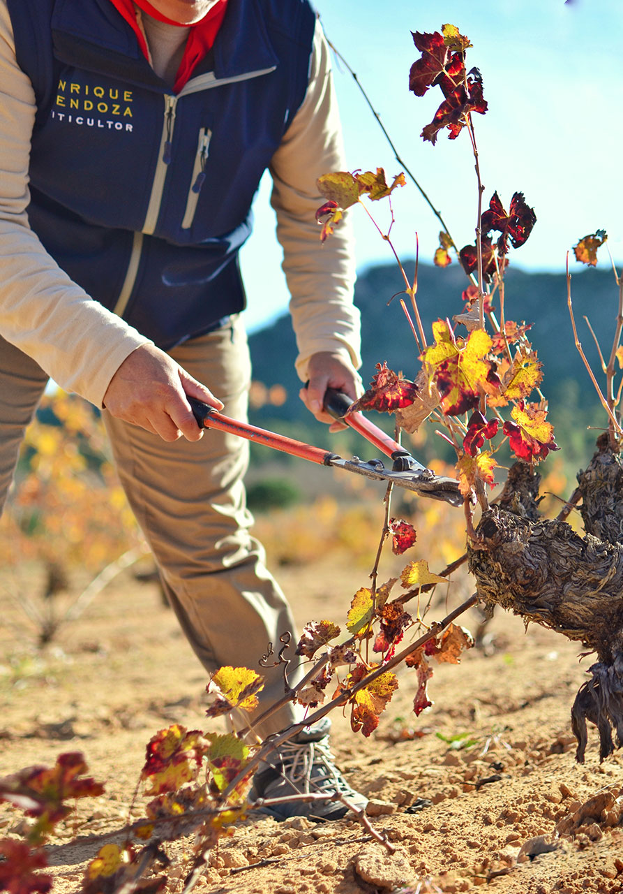 El trabajo en viñedo no se detiene
